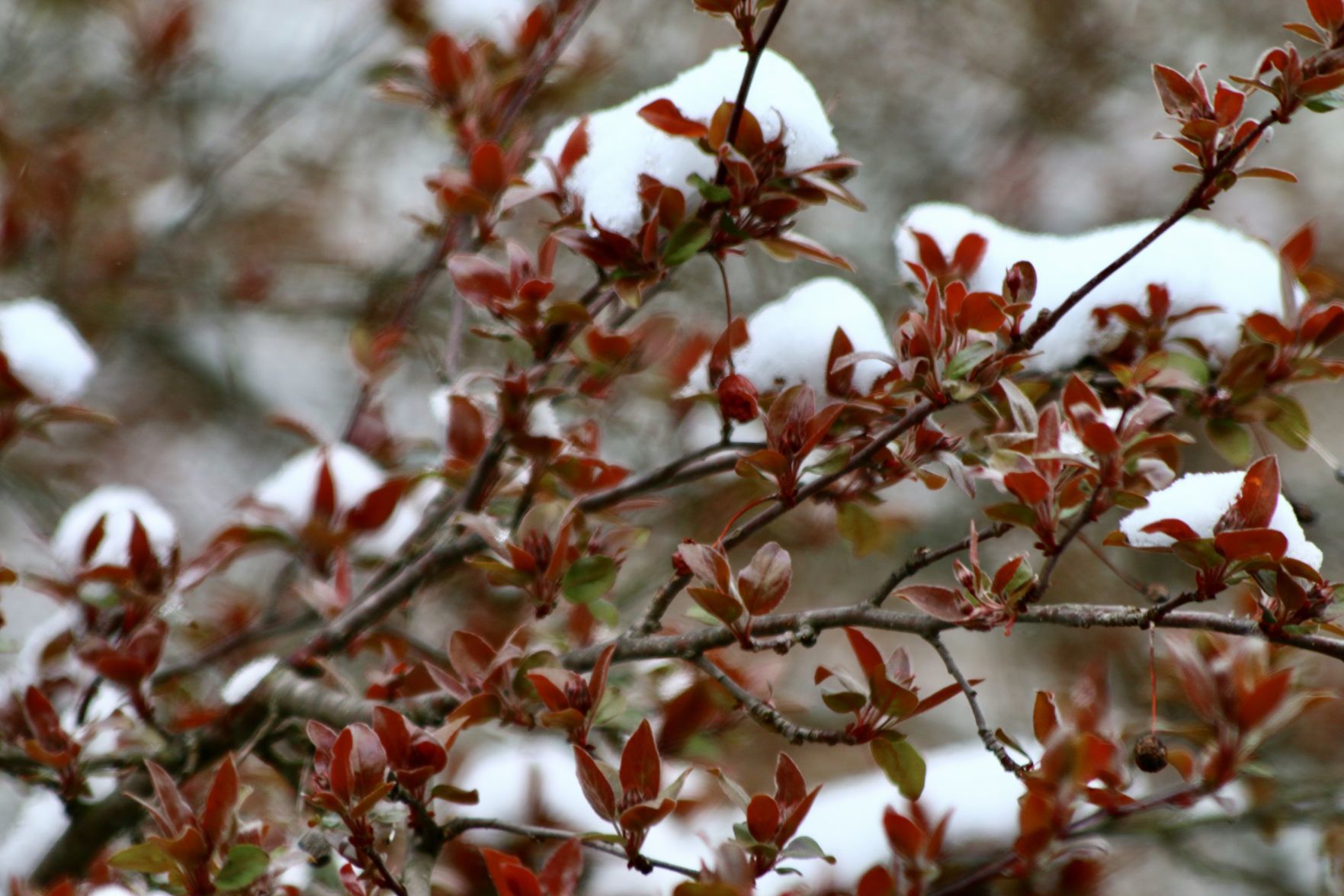 Deep River snow
